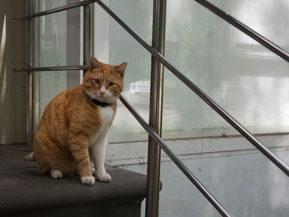 a cat sitting on a stair