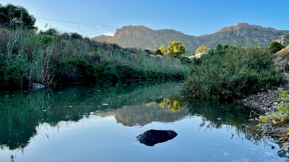 a body of water with plants and trees around it