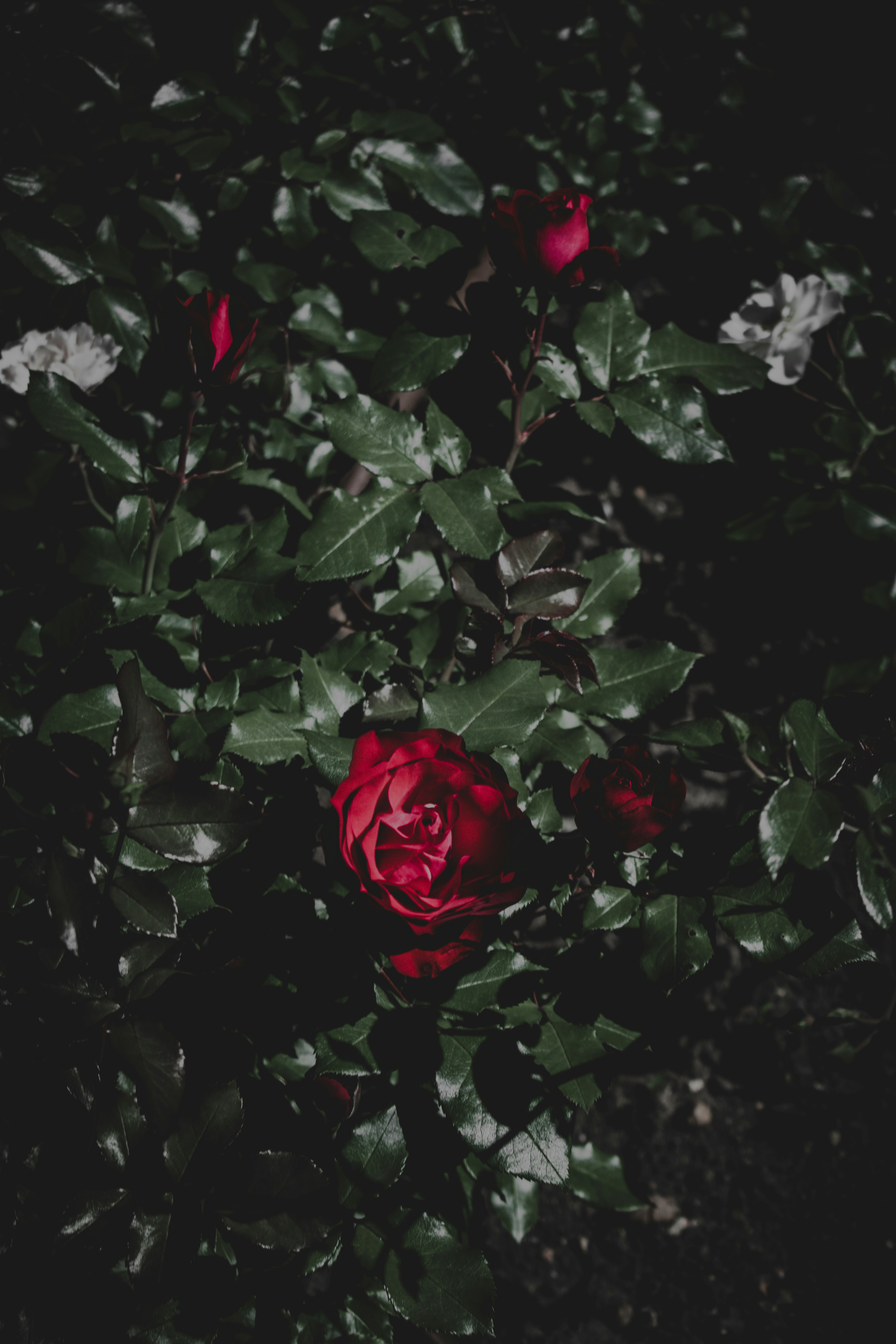 uma roseira com folhas