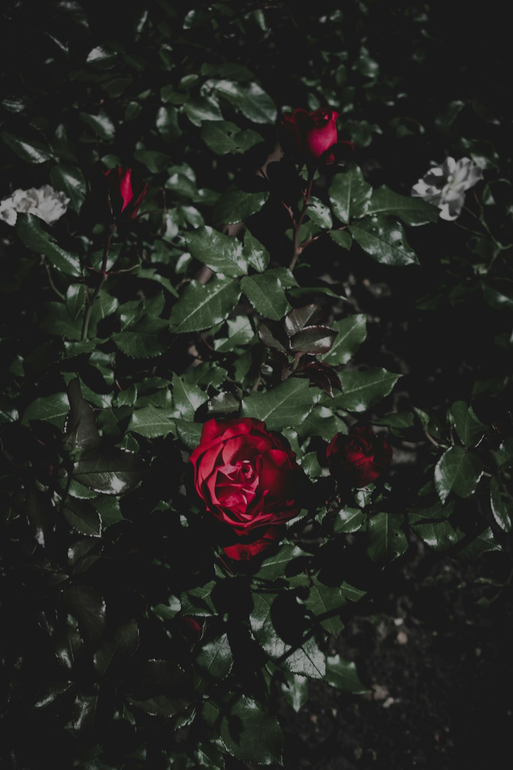 a rose bush with leaves