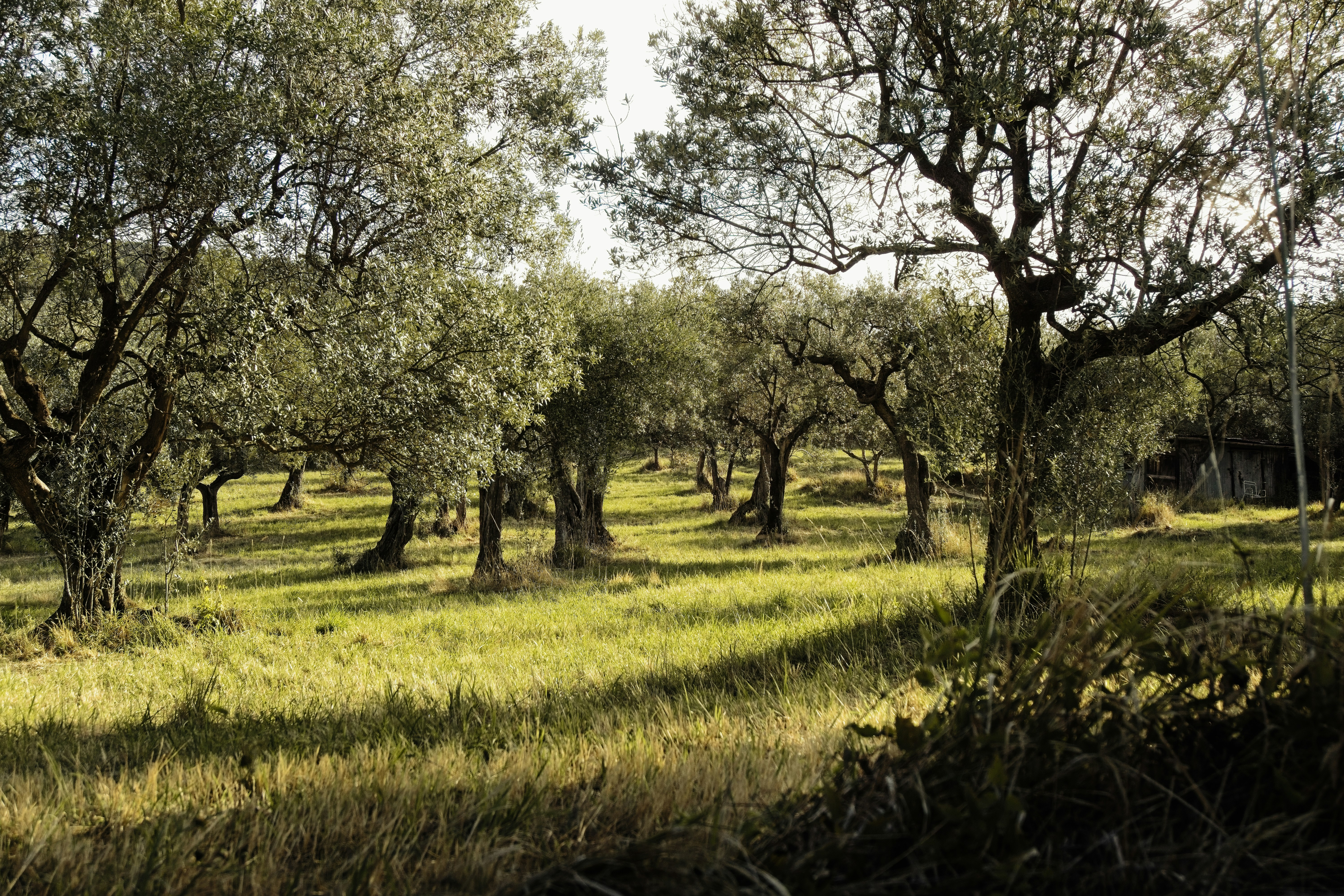 A grassy field with trees