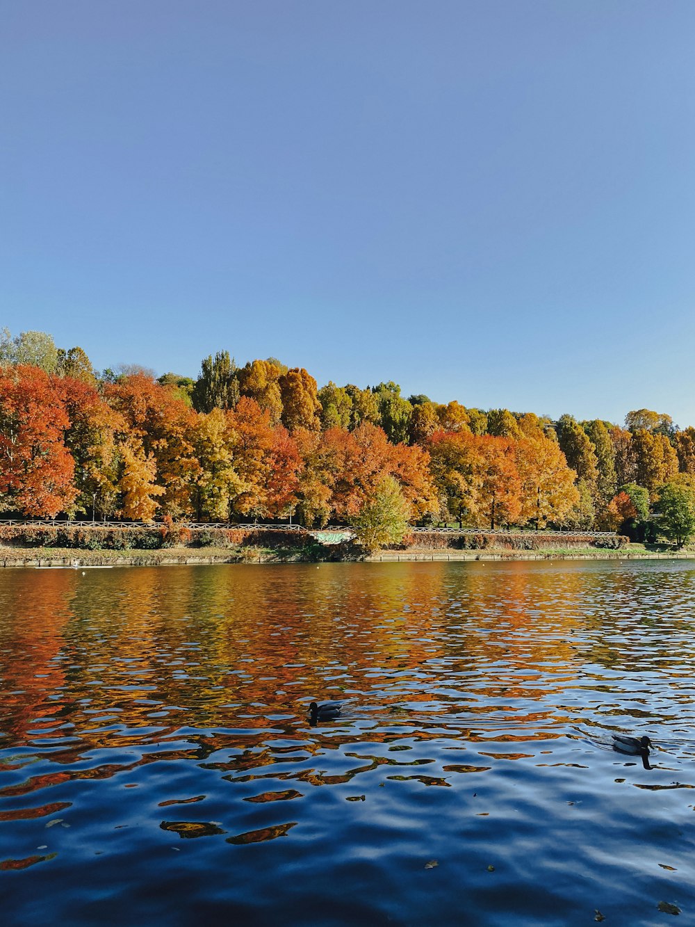 a body of water with trees around it