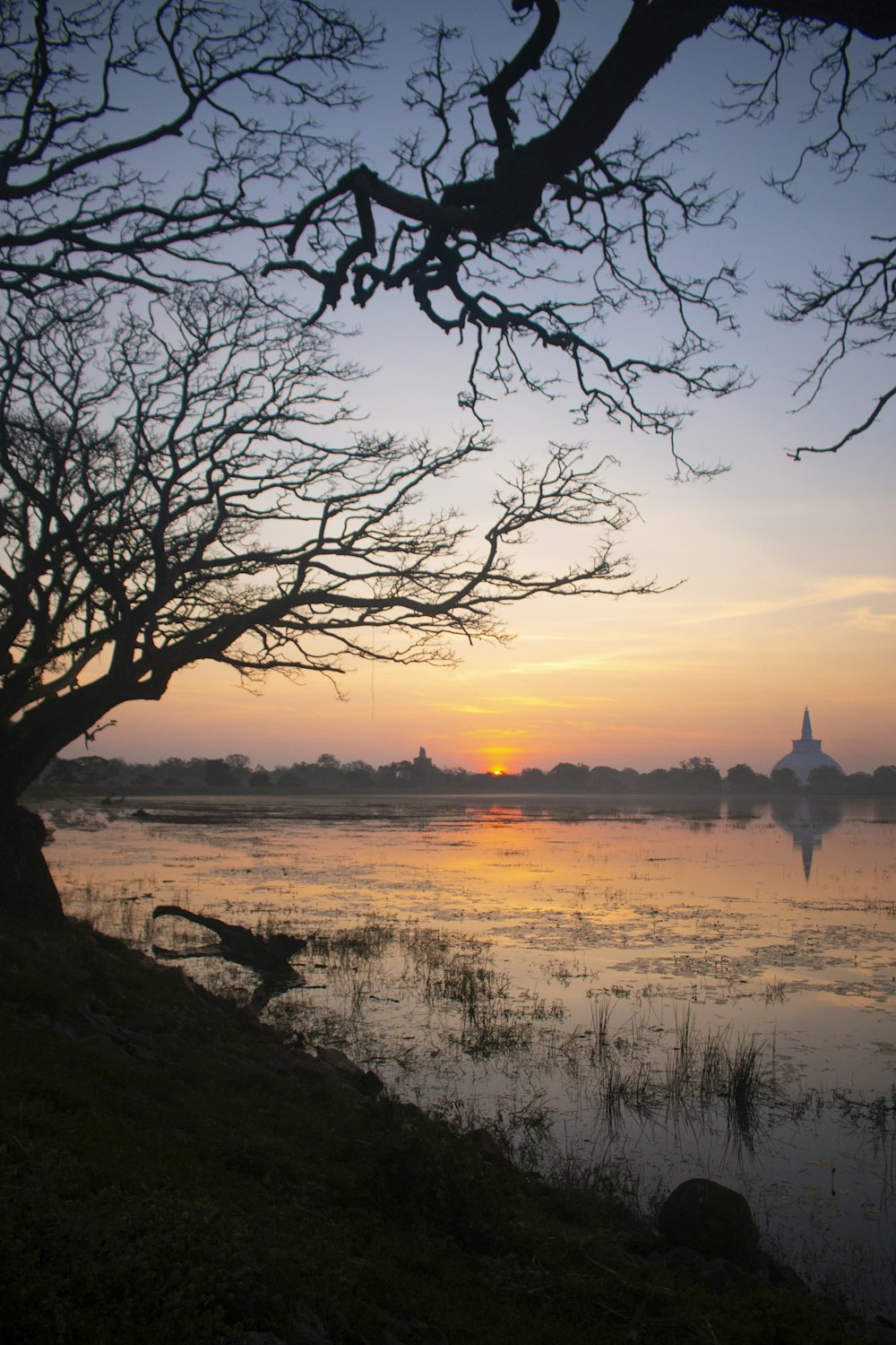 a tree with a body of water in the background