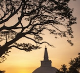 a tree with a building in the background