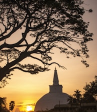 a tree with a building in the background