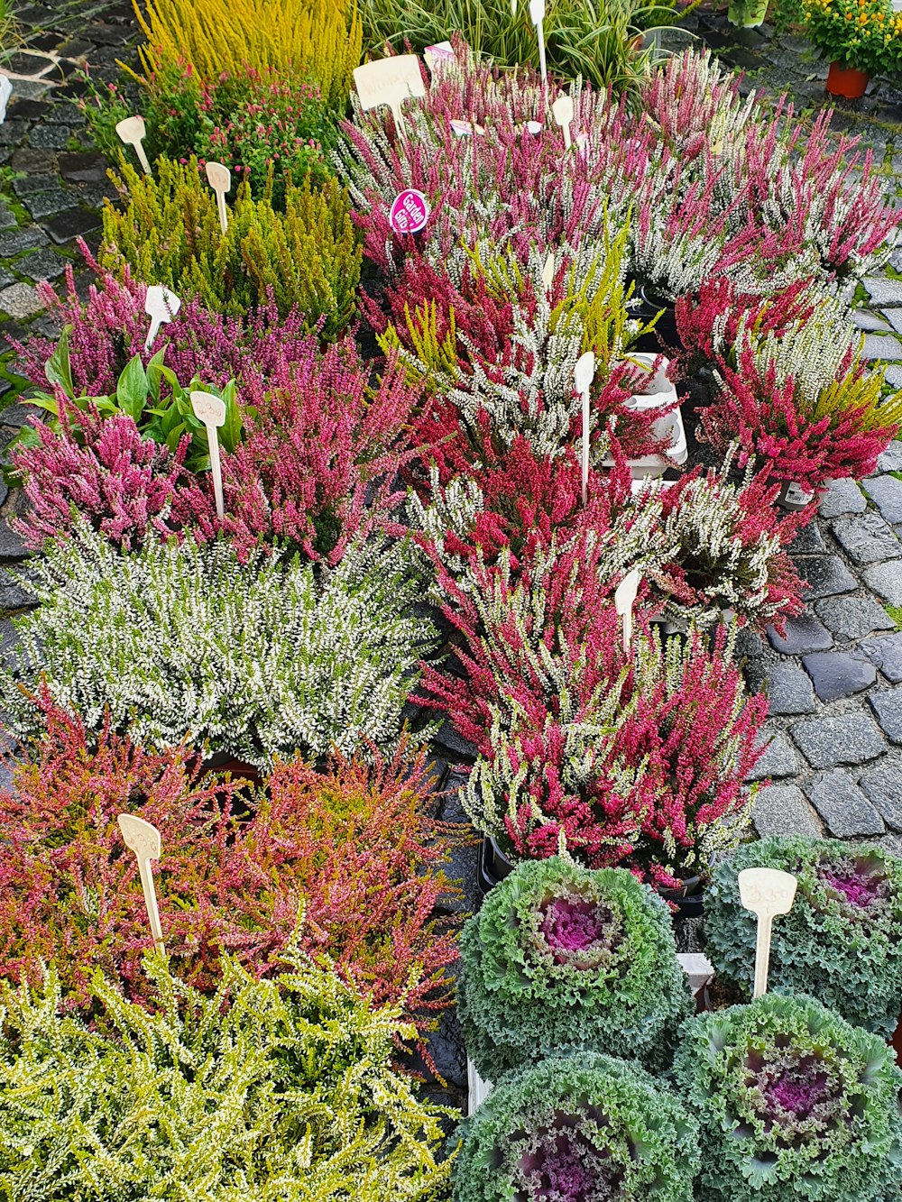 a group of colorful flowers