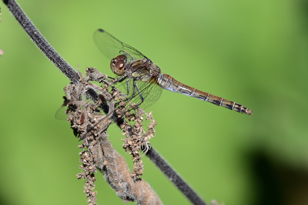 a dragonfly on a branch