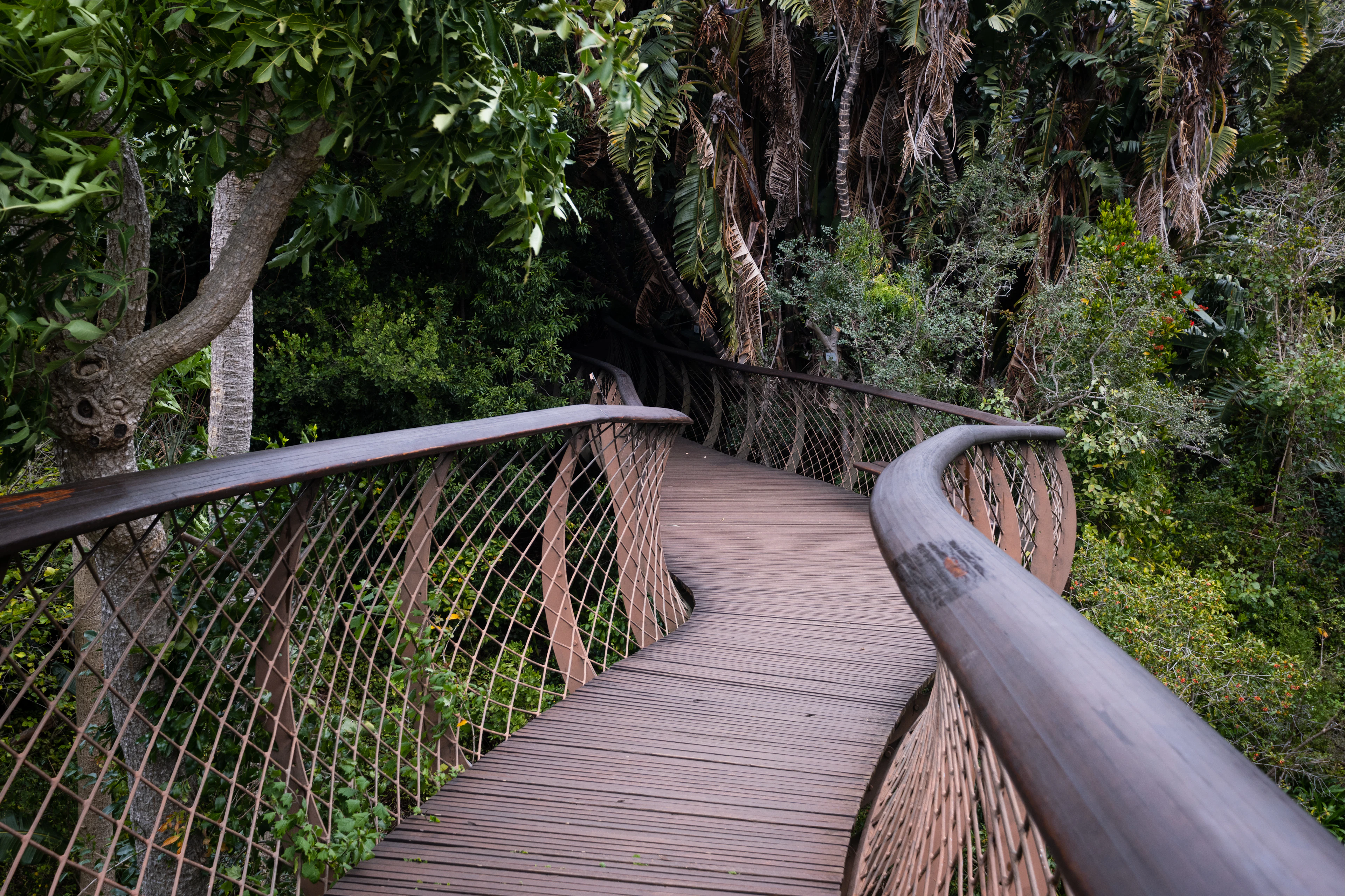 The curving timber deck of the Boomslang tree canopy walkway at Kirstenbosch National Botanical Garden, its steel mesh balustrades winding away through the green forest canopy