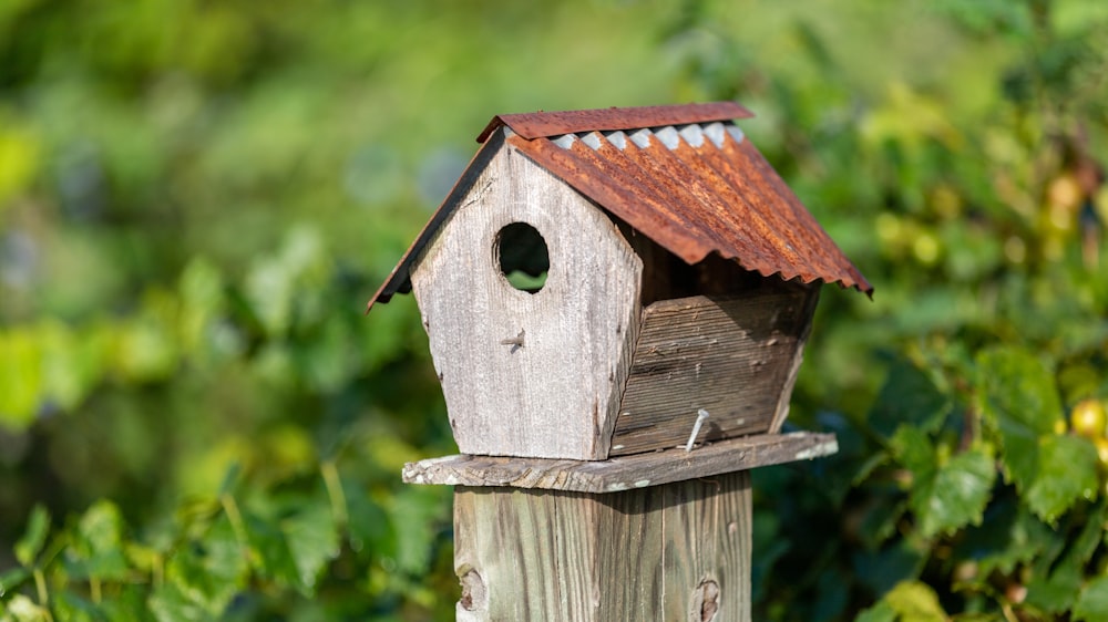 a birdhouse with a bird in it