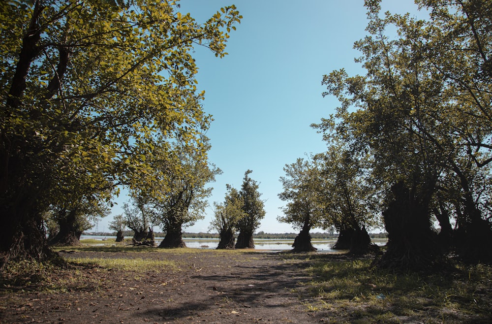 a group of trees next to a body of water