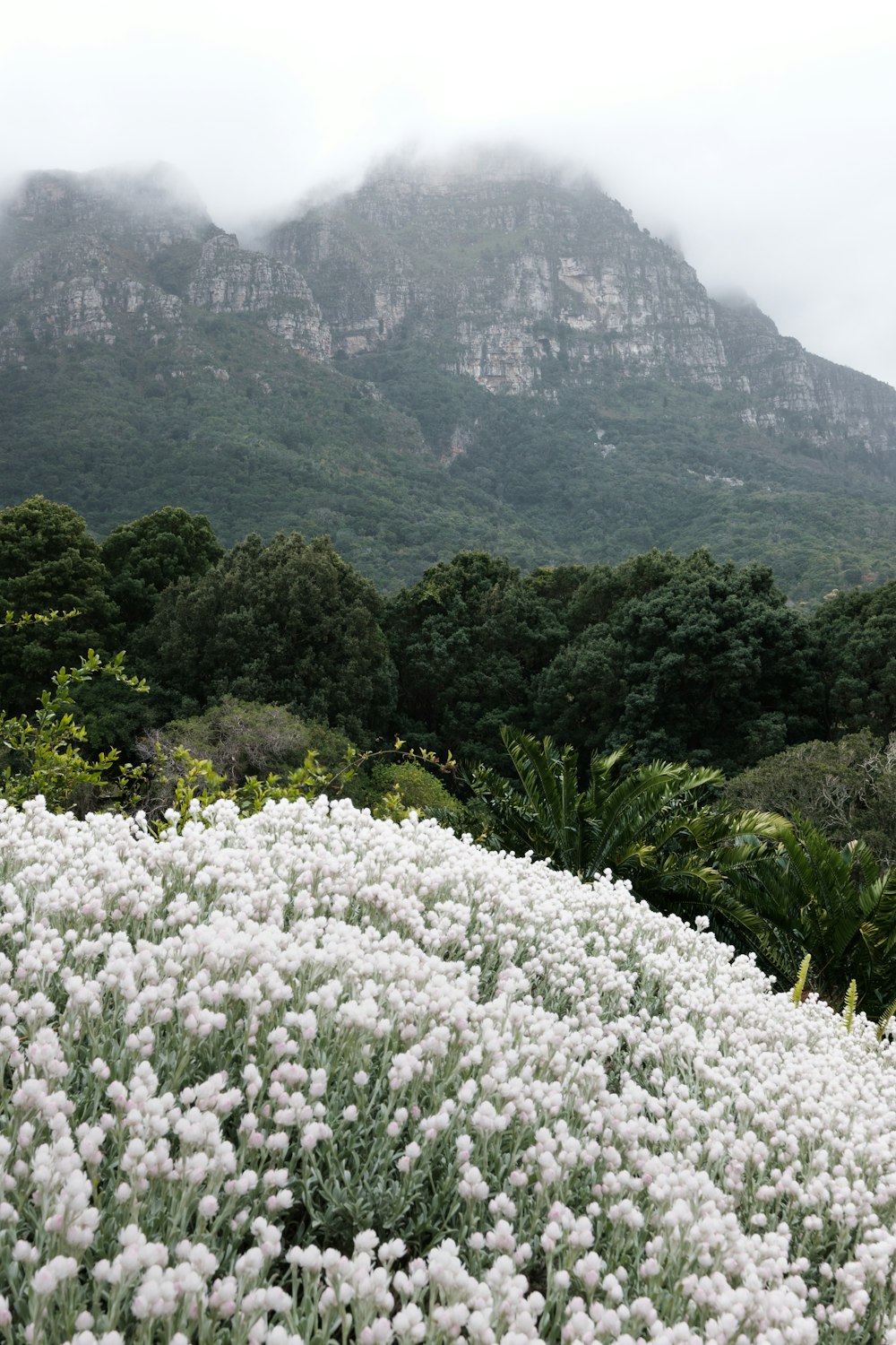 a field of flowers with trees in the background