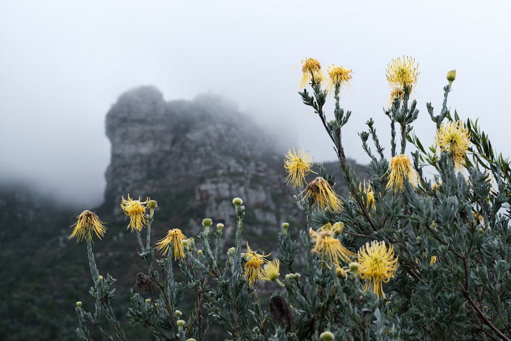 a group of yellow flowers