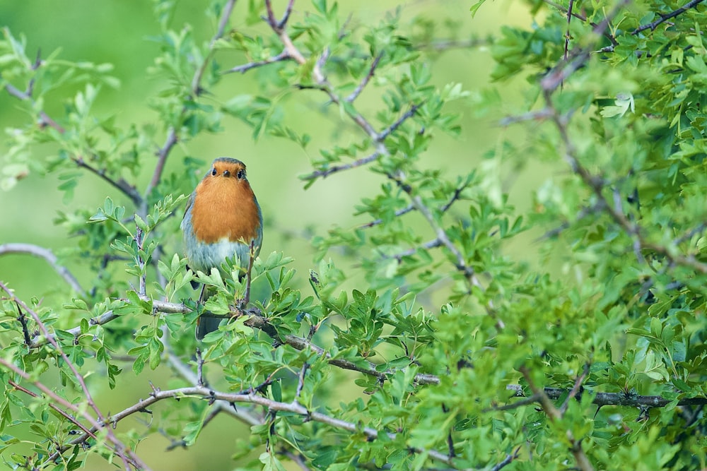 鳥が枝に座る