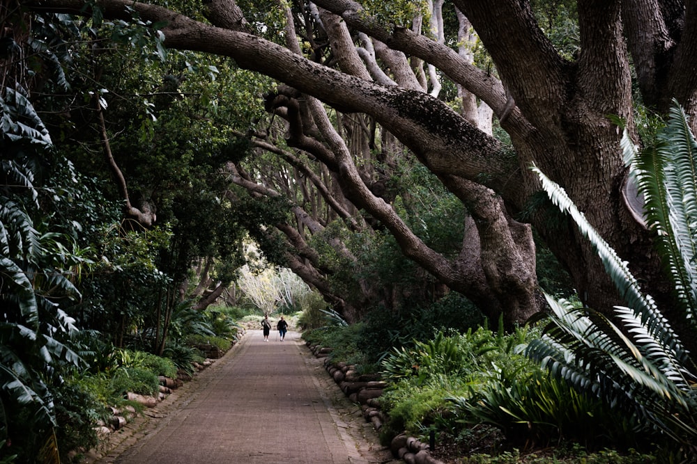 a path through a forest