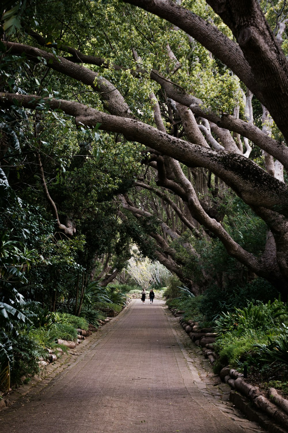 a path with trees on either side