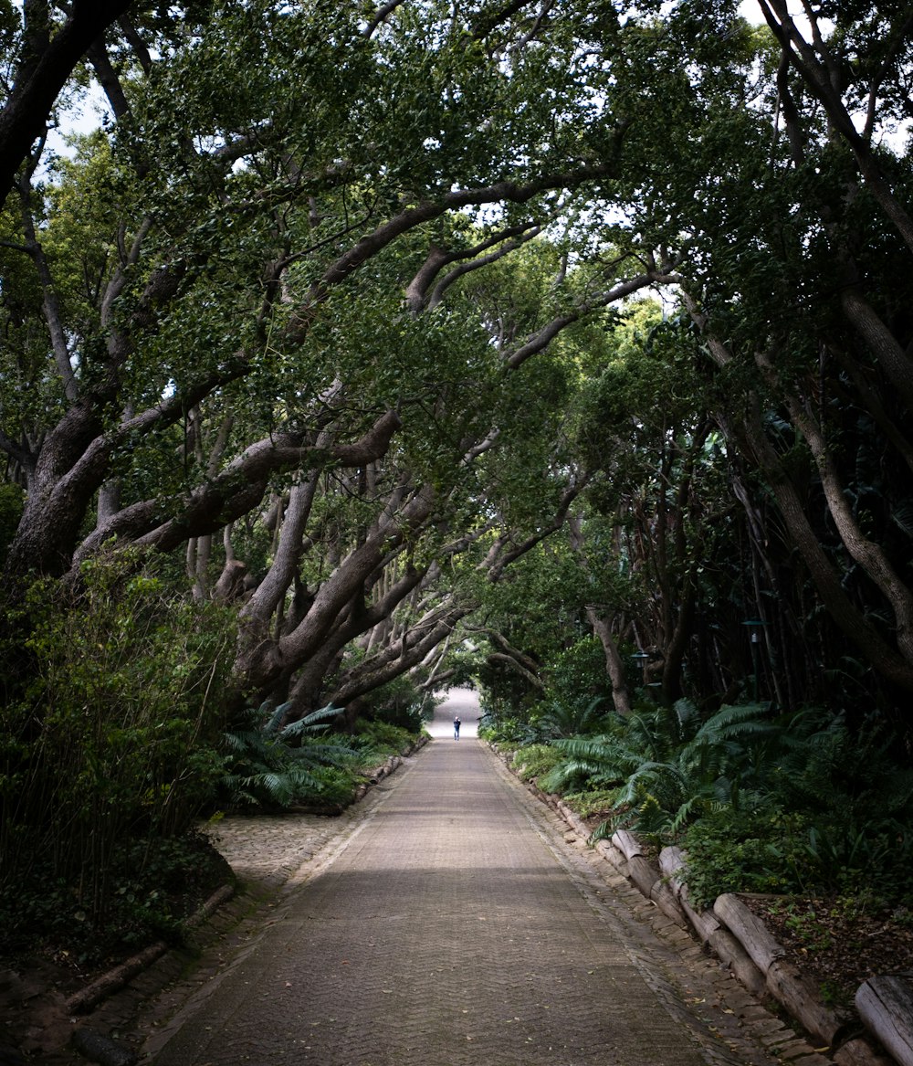 a path through a forest