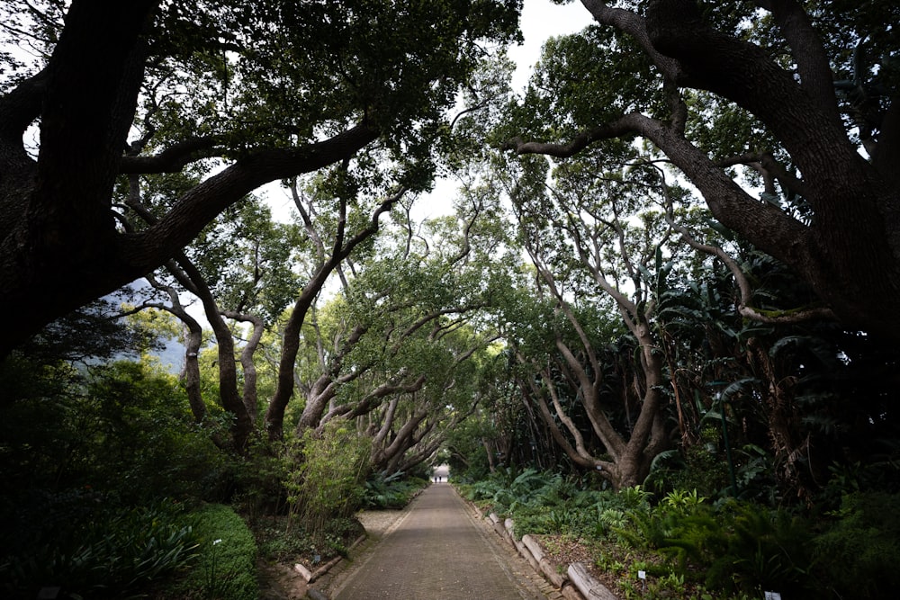 a road with trees on either side