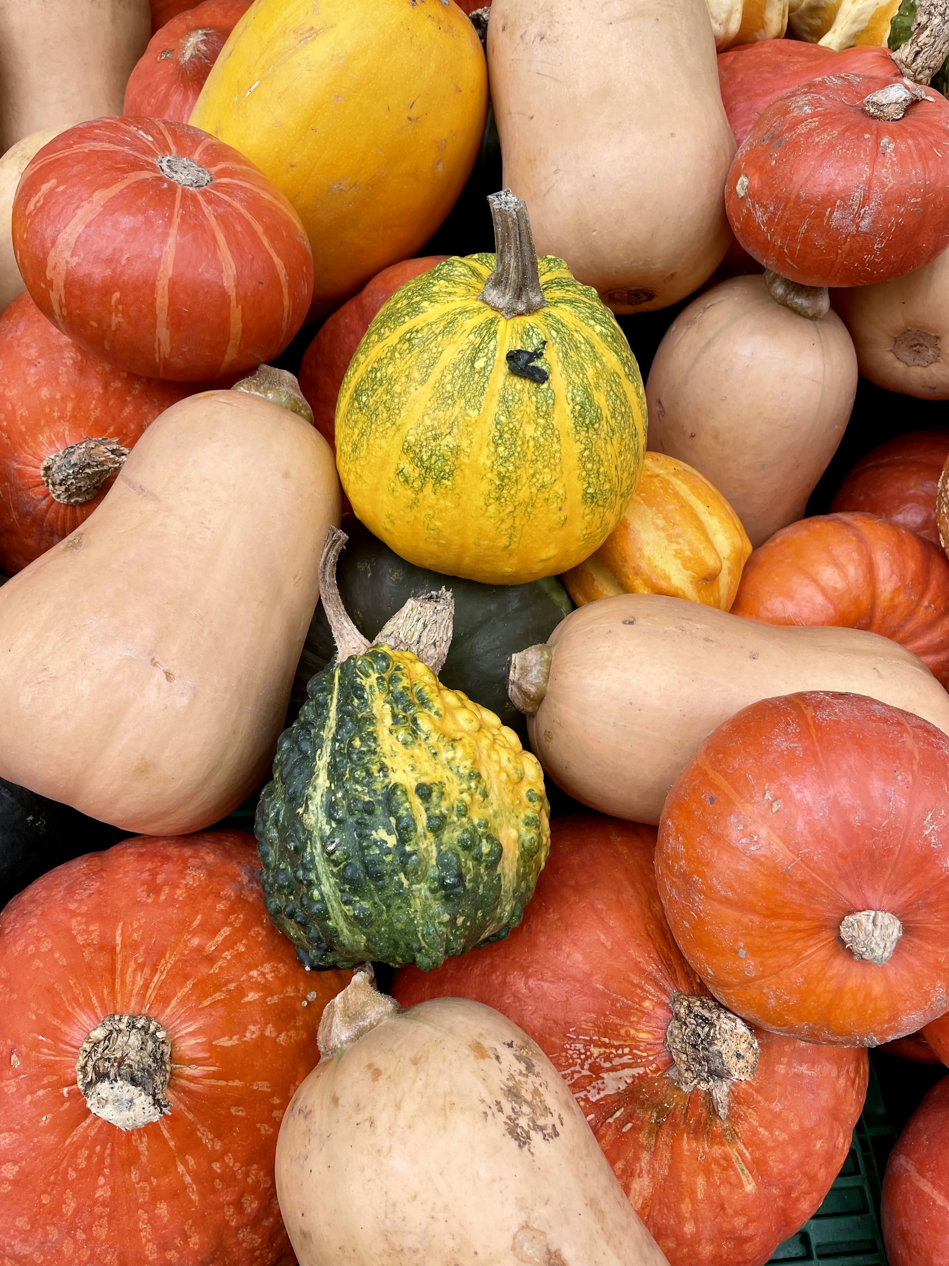 a pile of colorful pumpkins