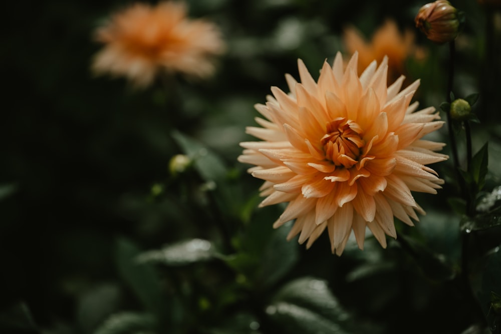 a group of flowers