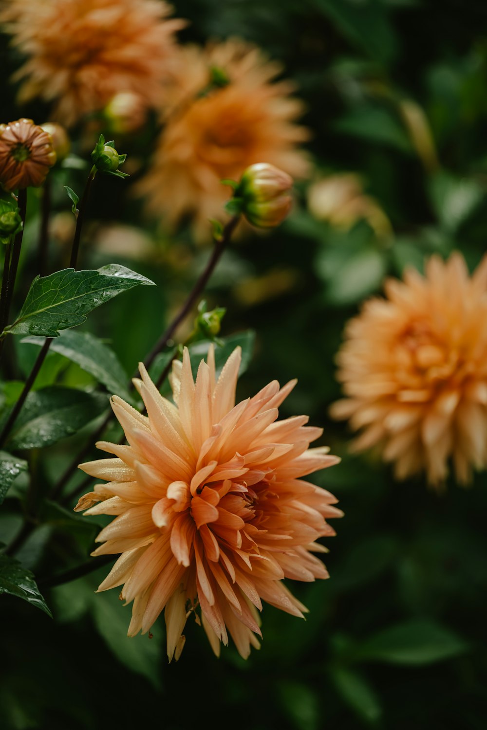 a group of yellow flowers