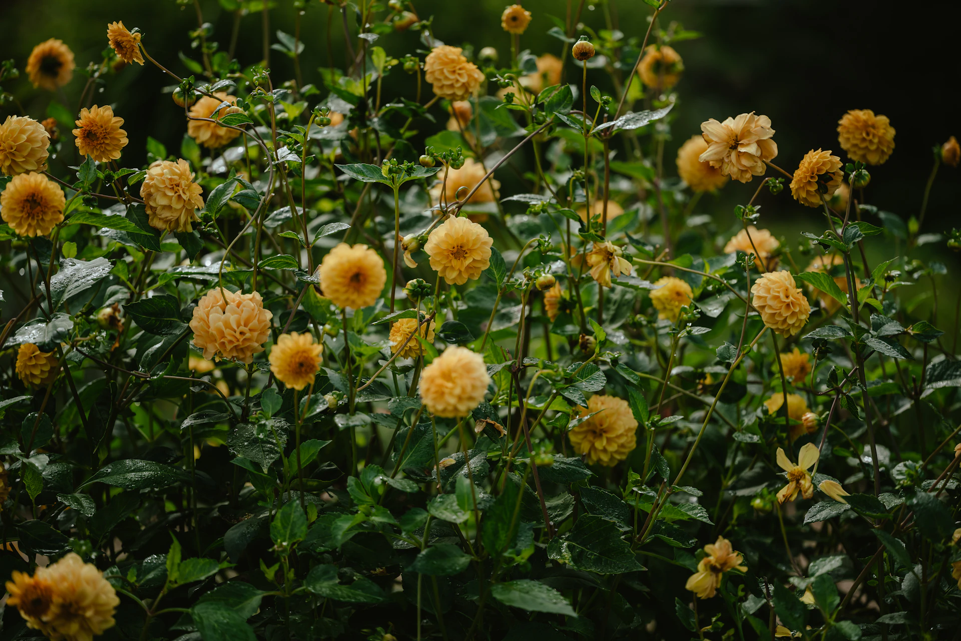 a field of yellow flowers