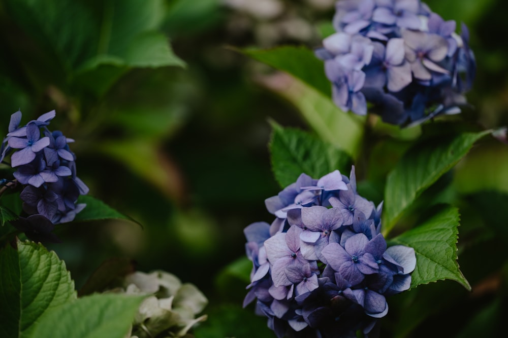 a group of flowers