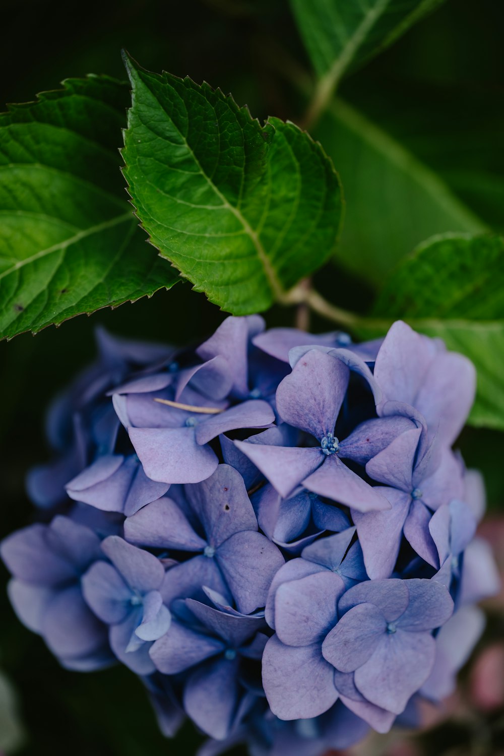 a group of blue flowers