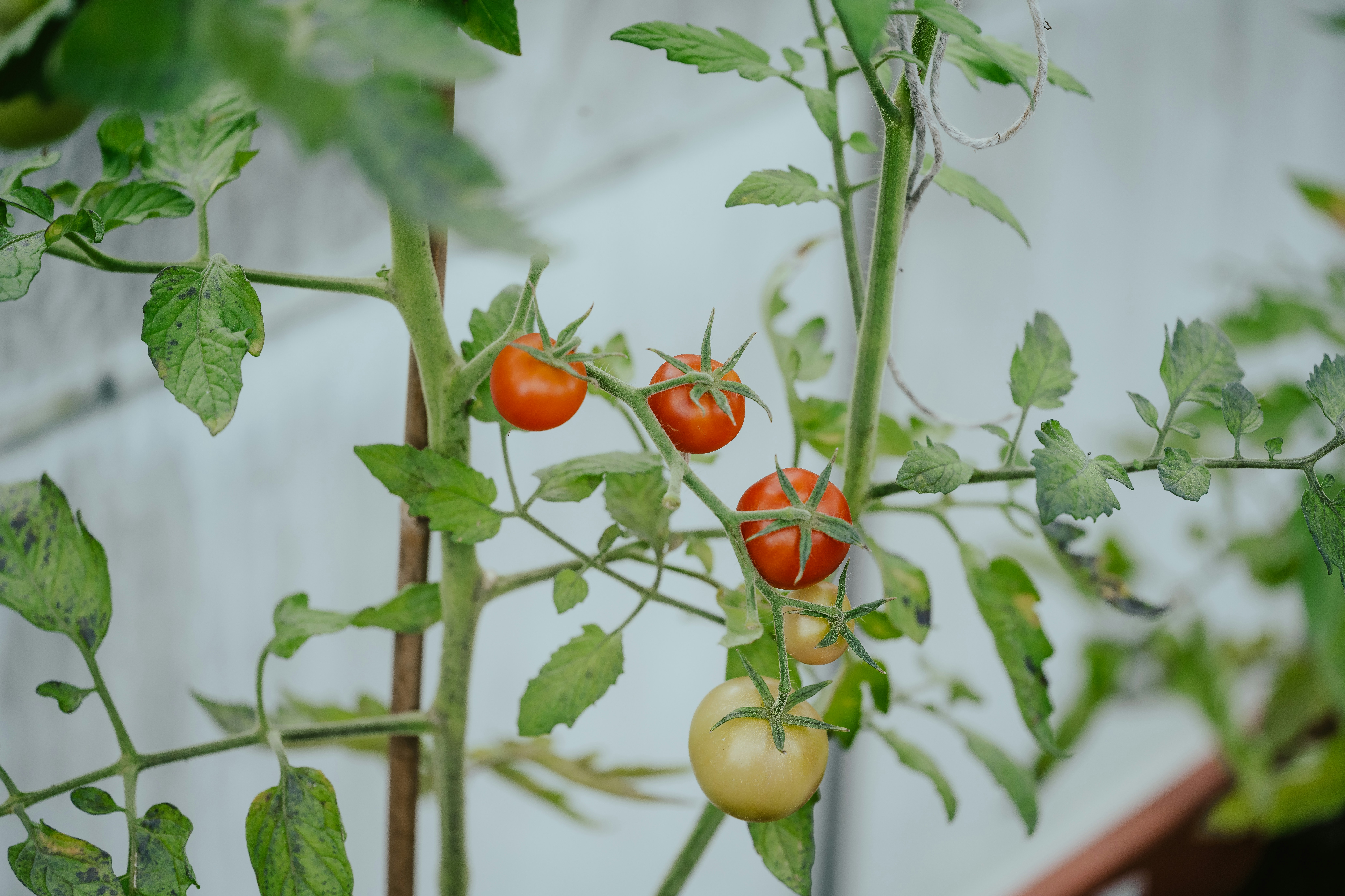 A group of tomatoes growing on a vine photo Free Self sufficiency