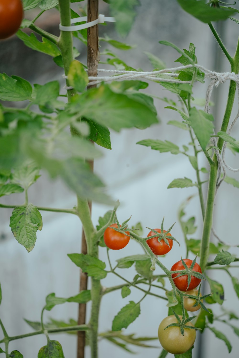 un groupe de tomates poussant sur une vigne