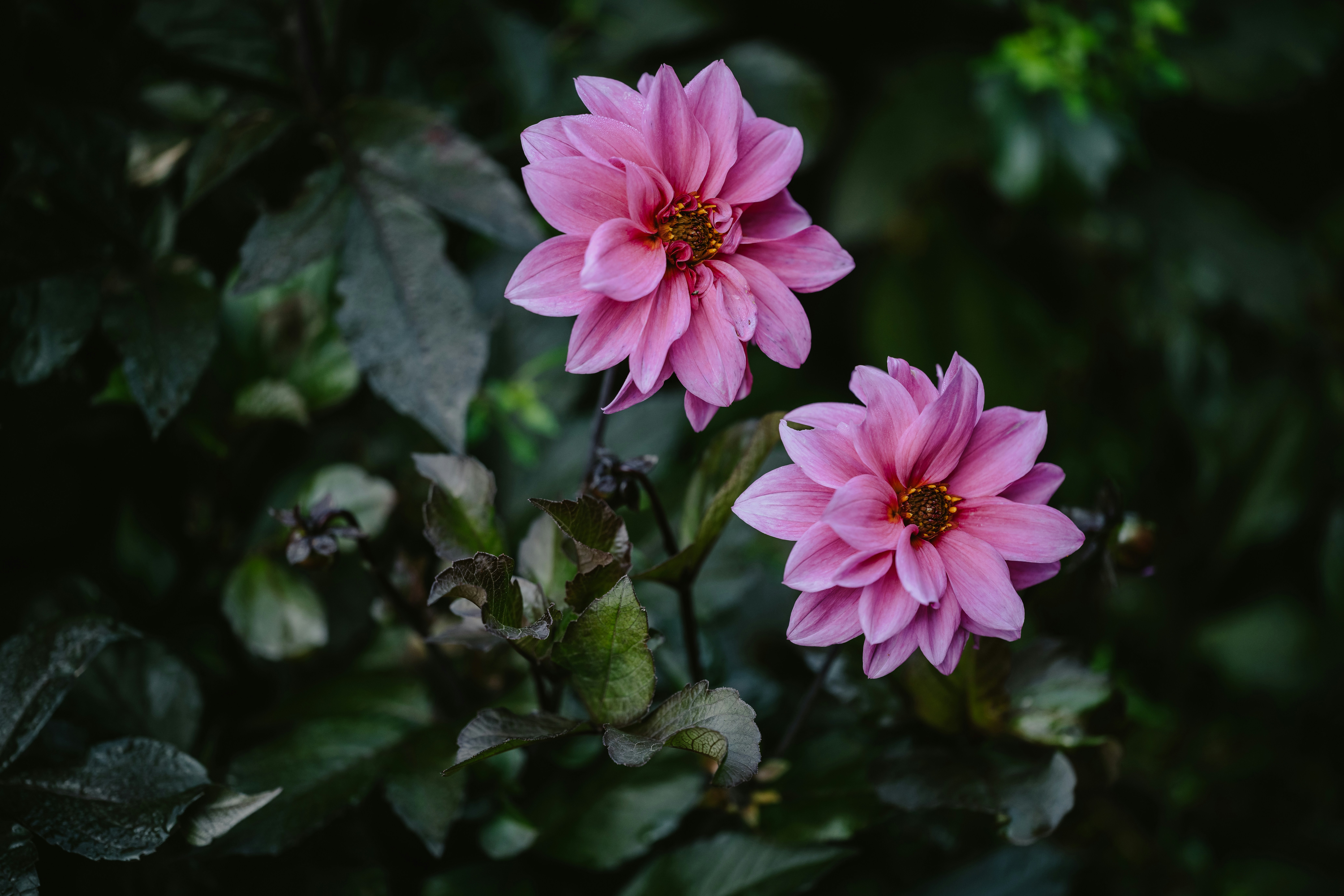 Photo by anniespratt