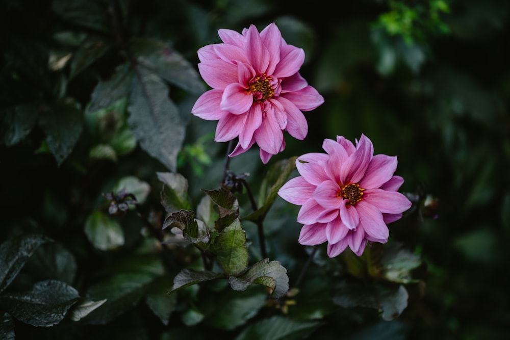 a couple pink flowers