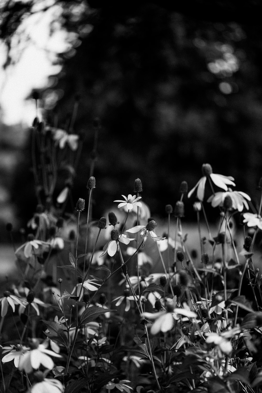 a field of white flowers