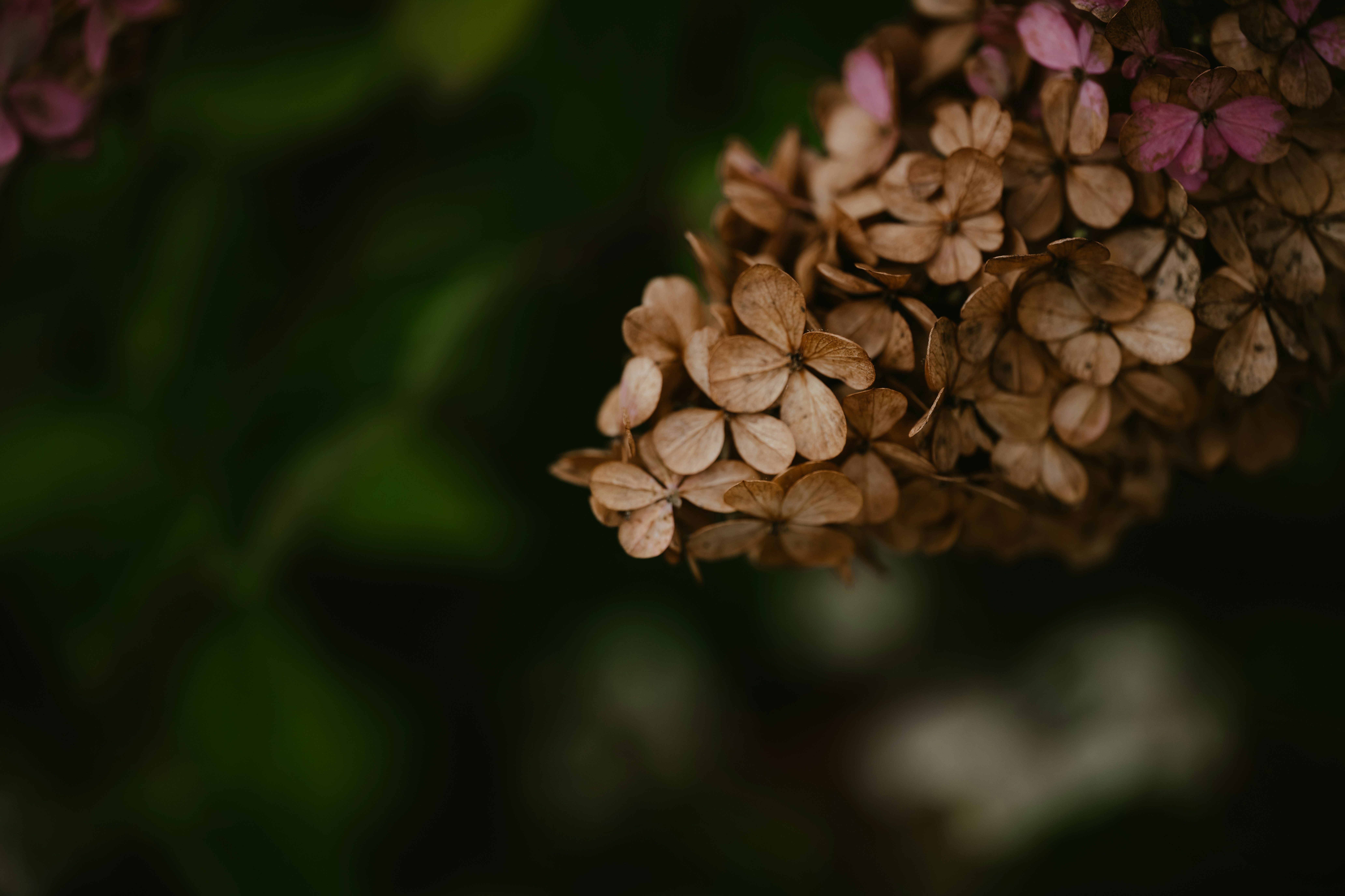Nahaufnahme einer Blume