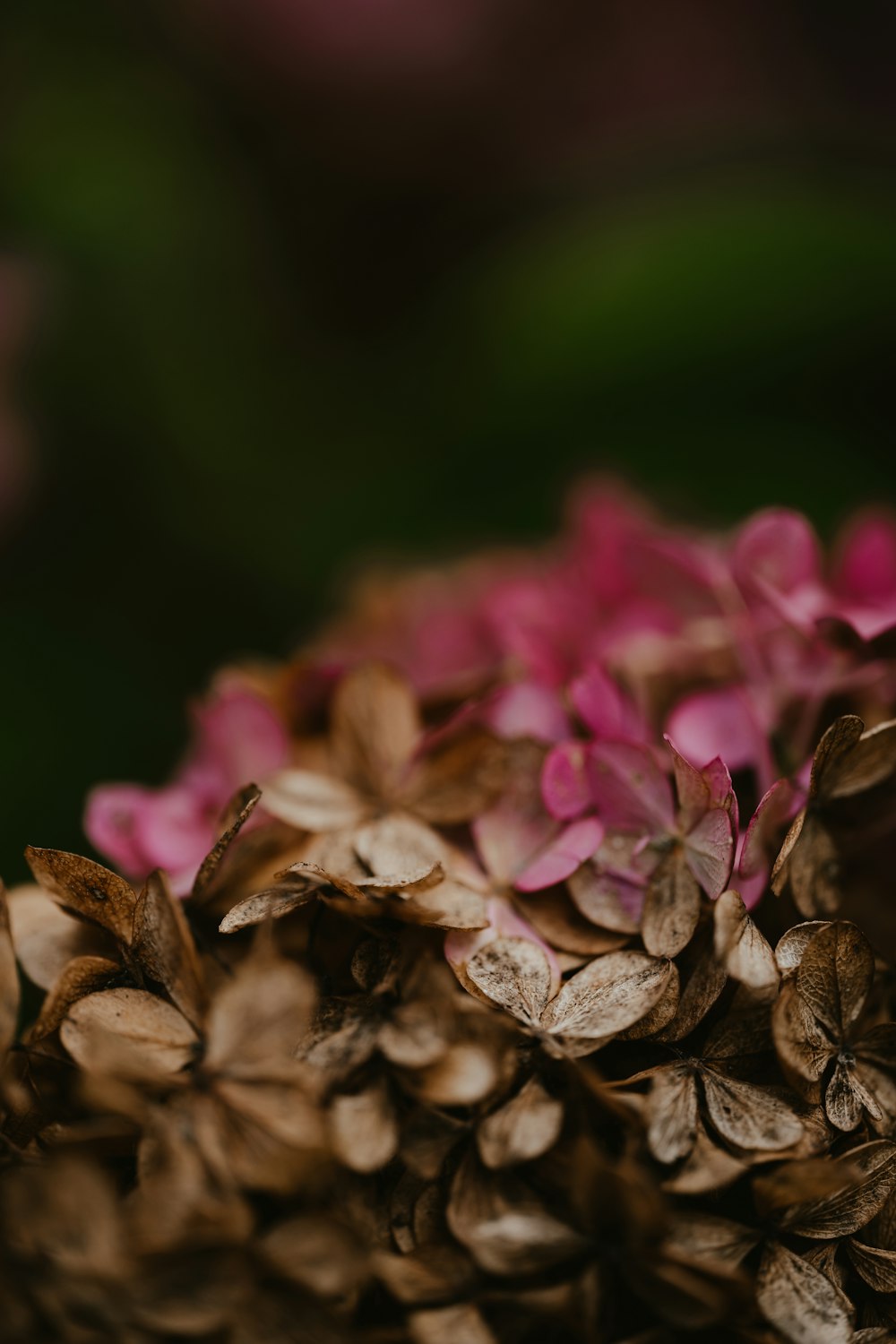 a close up of a flower