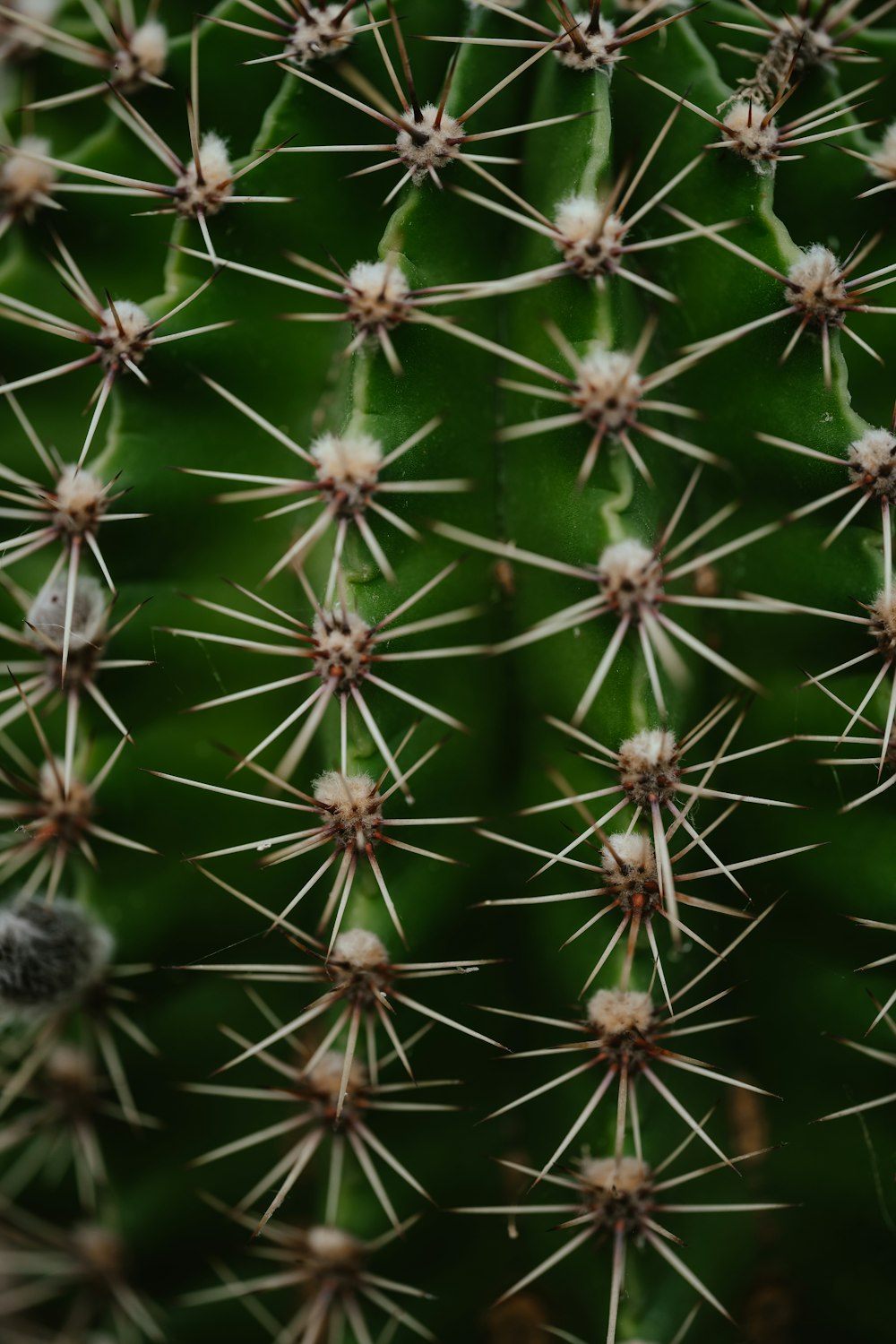 a close up of a plant