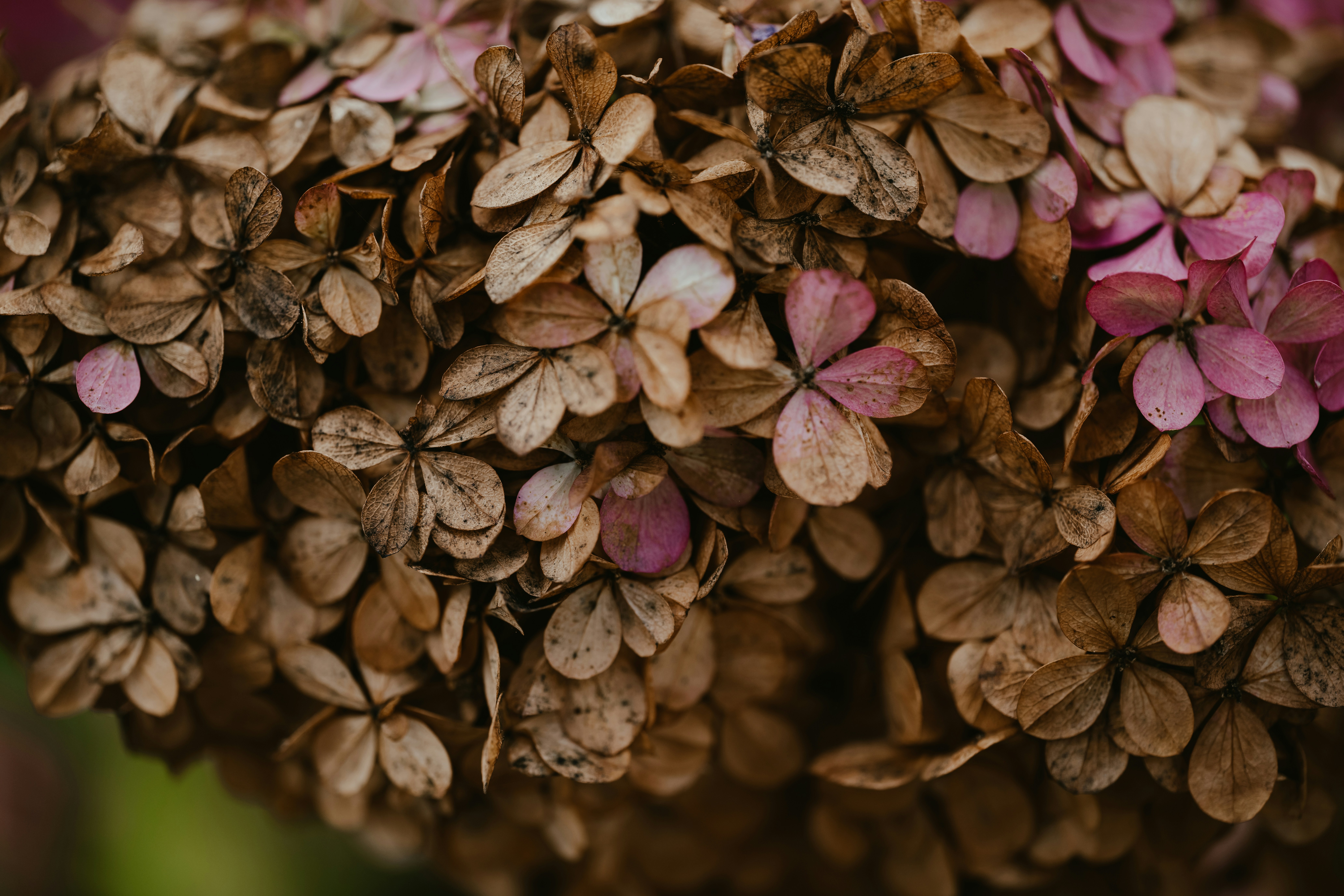 Photo by anniespratt