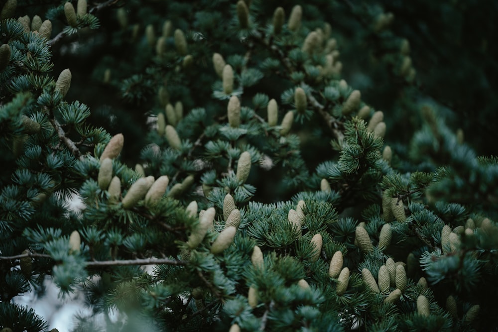 a group of bushes and trees