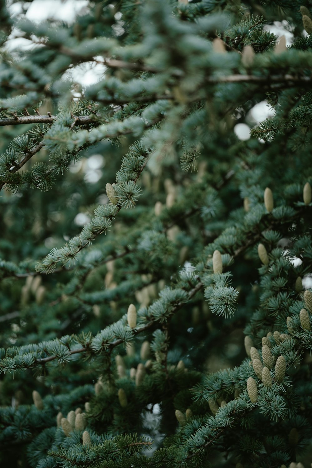 a close up of a tree