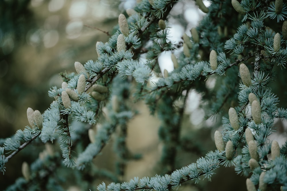 a close up of a plant