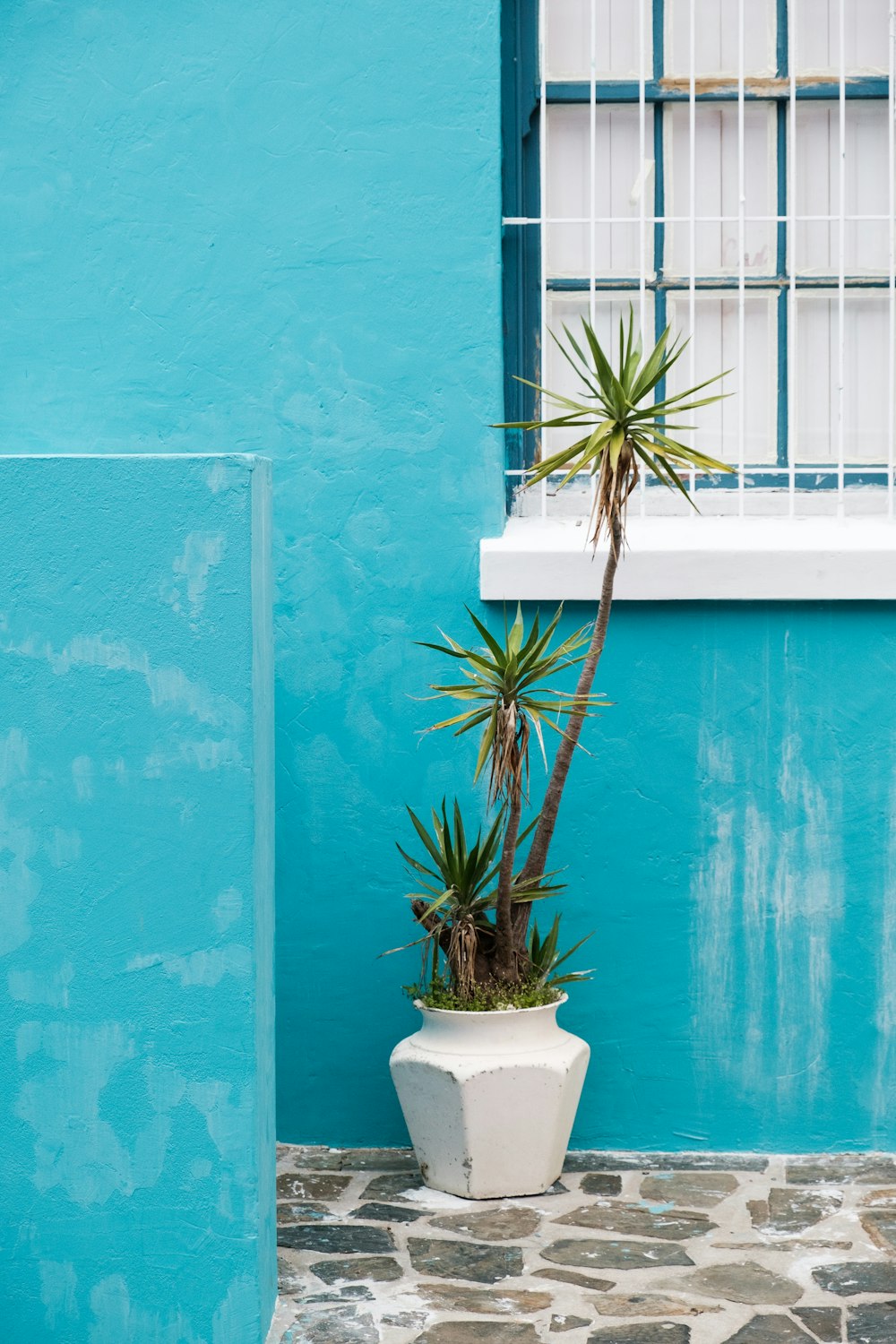 une plante en pot devant un mur bleu