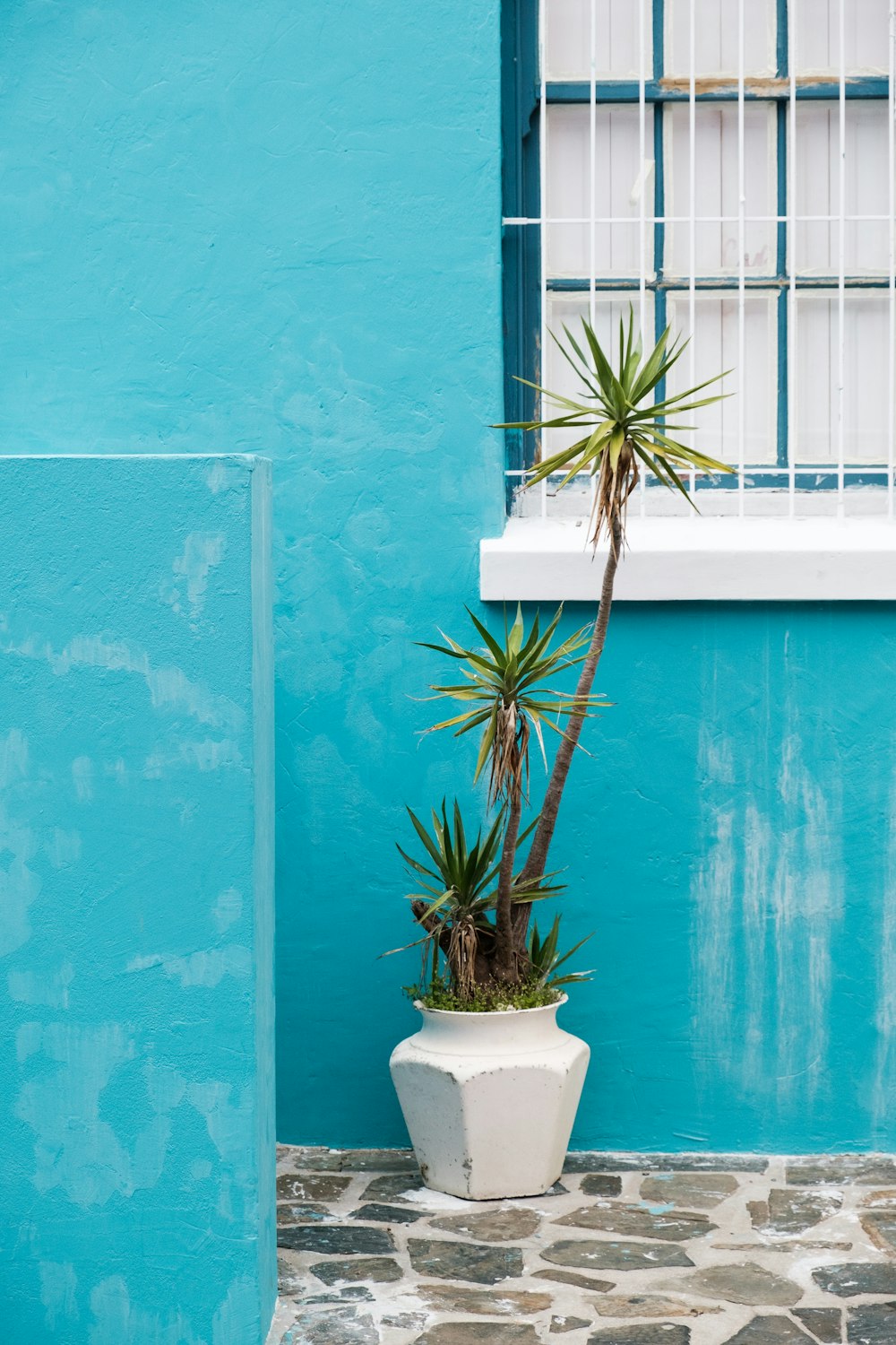 una pianta in vaso davanti a un muro blu