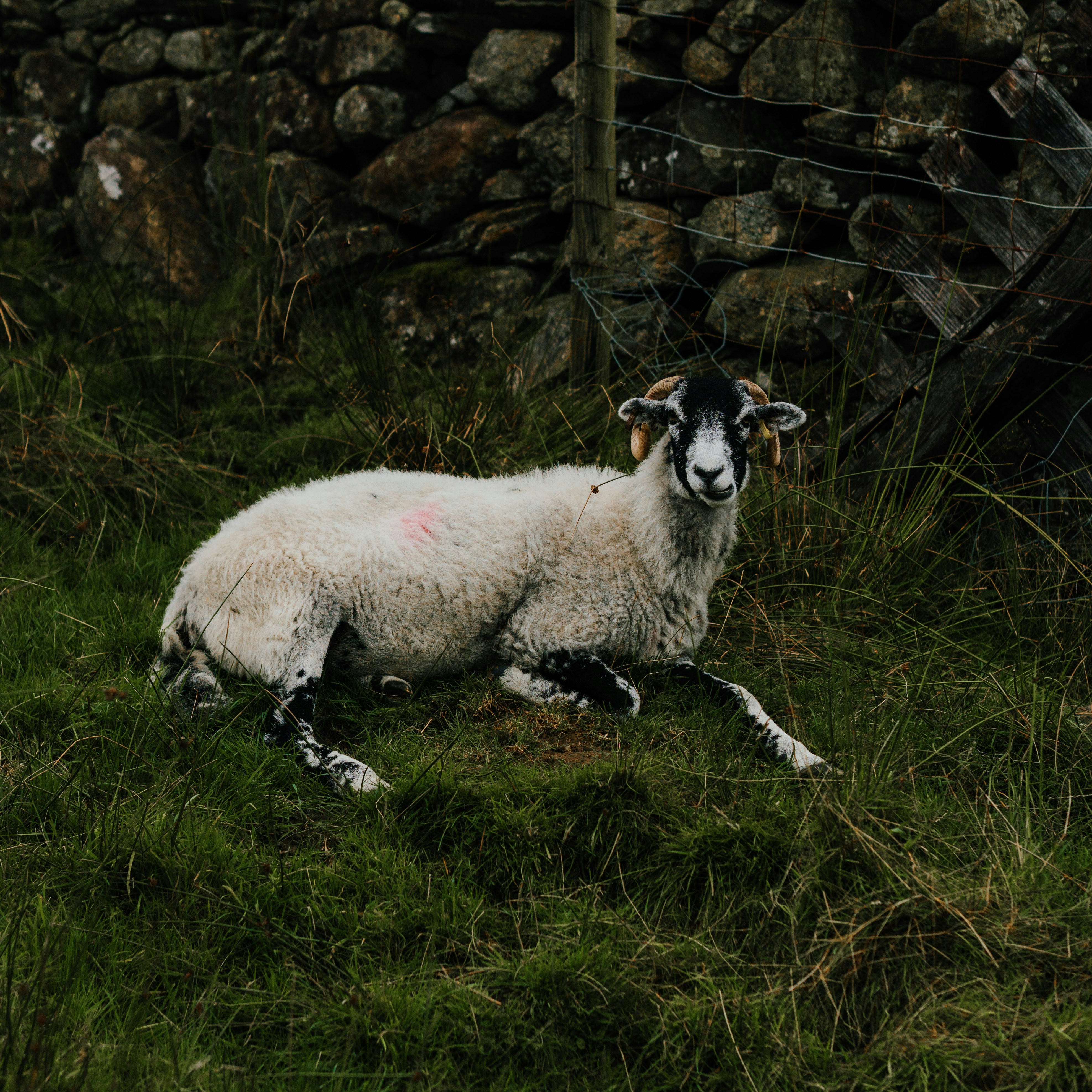 a sheep with a goat on it