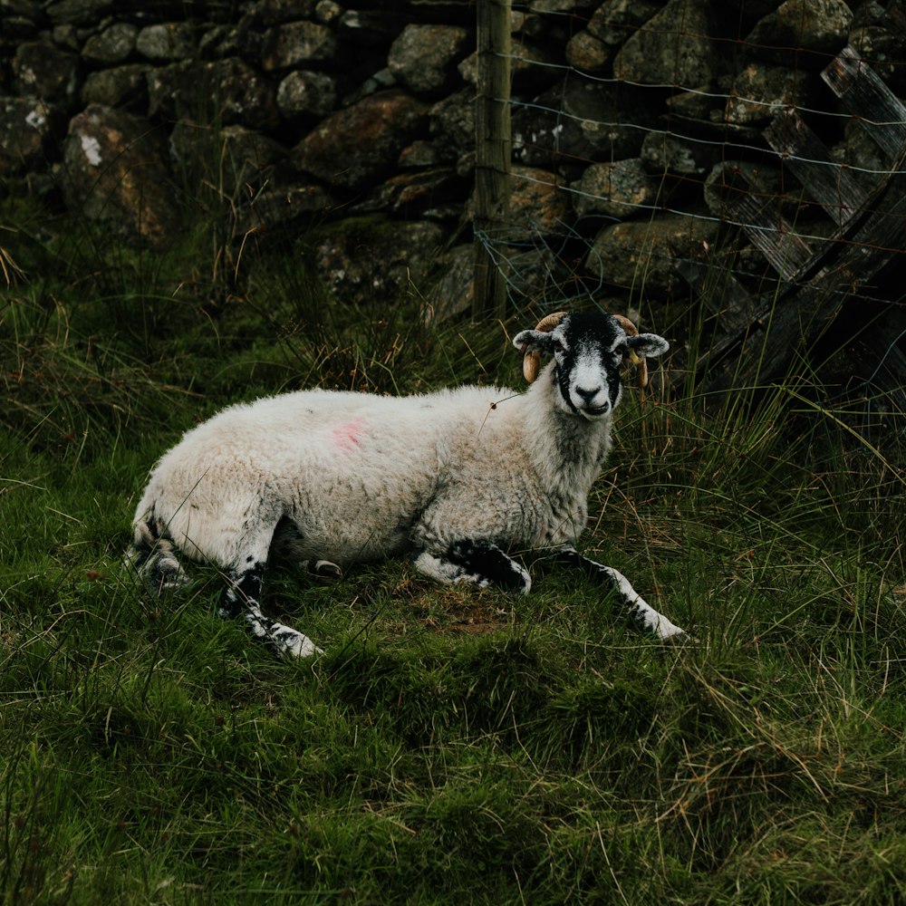 a sheep with a goat on it