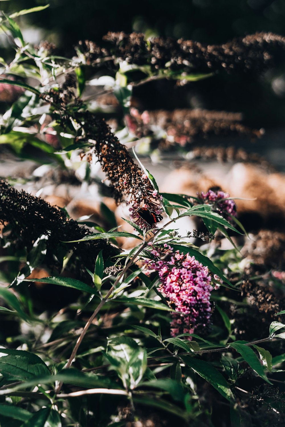 a butterfly on a flower