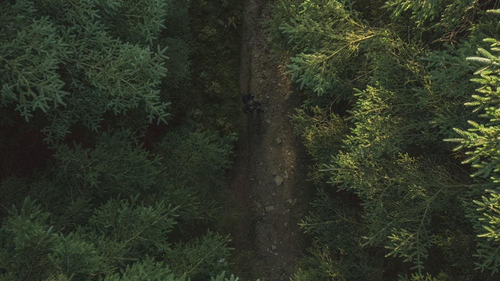 Eine Person, die in einem Wald spazieren geht