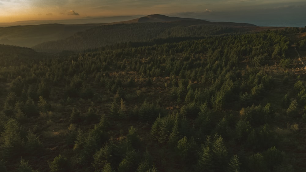 a landscape with trees and hills