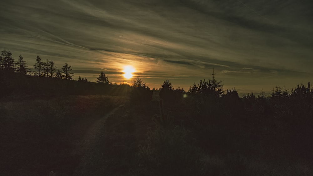 a snowy field with trees and the sun in the background