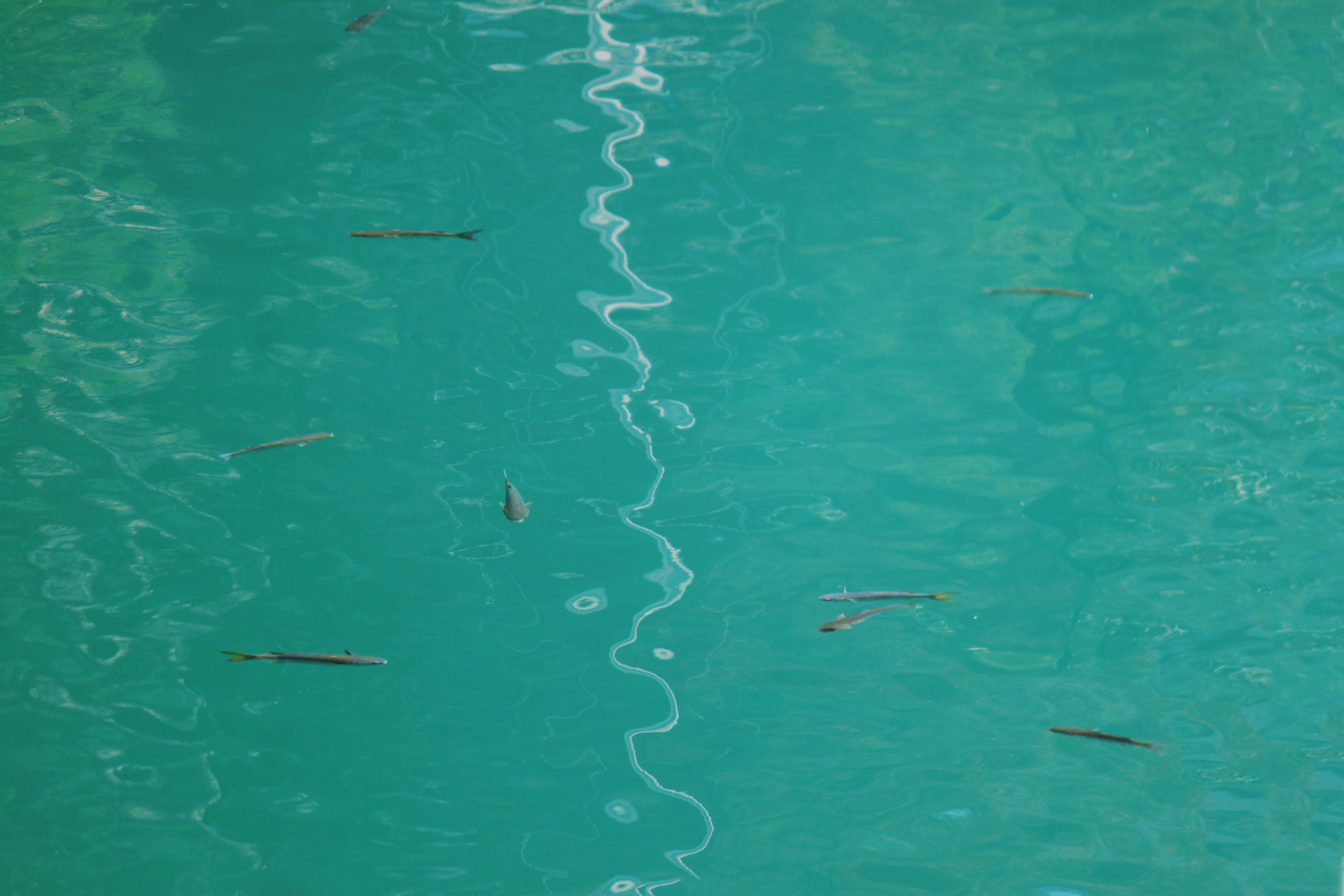 a group of fish swimming in the water