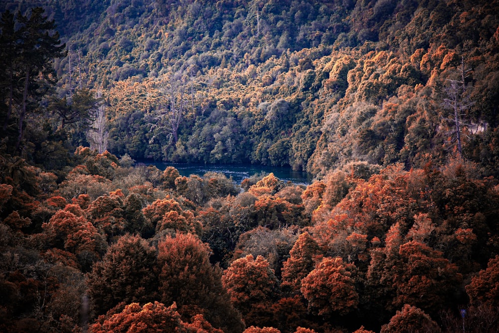 a forest of trees