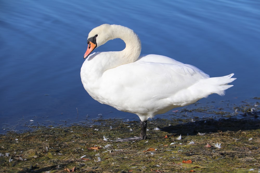 a white bird standing on a shore